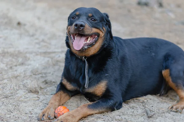 一只大黑狗抱着玩具躺在沙滩上 一只成年的雌性Rottweiler用前爪握住一只红色的橡皮球 选择性焦点 — 图库照片