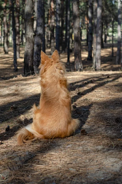 Roter Hund Sitzt Einem Kiefernwald Ein Mischlingshündchen Vor Den Hohen — Stockfoto