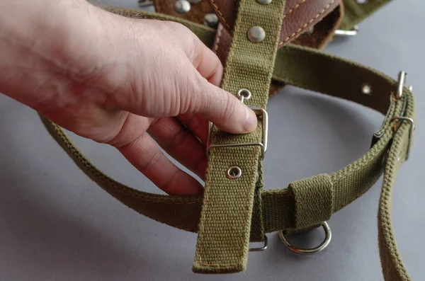 Man Hand Holds Dog Harness Gray Background Pulling Harness Pet — Stock Photo, Image