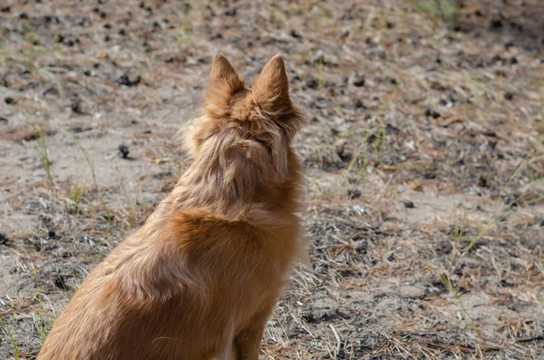 Kırmızı Köpek Iğne Koni Ile Kaplı Kumun Üzerinde Oturur Karışık — Stok fotoğraf