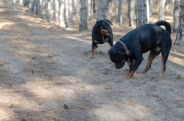 Blurred Motion Defocus Noise Grain Effect Two Black Dogs Digging — Stock Photo, Image