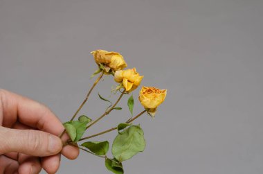 Solan çiçekler. Bir adamın elinde üç küçük sarı gül. Solgun çiçekleri tutan olgun bir adam. Gri arka plan. Seçici odak.