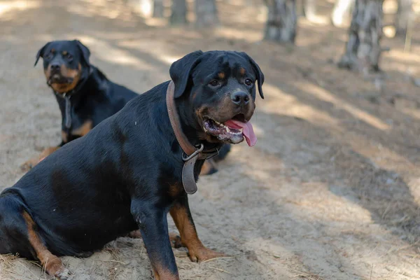 Две Большие Черные Собаки Сидят Тропинке Лесу Мужчина Женщина Ротвейлер — стоковое фото