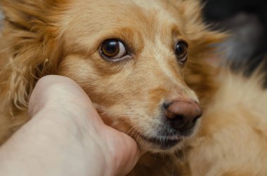 Kırmızı melez bir köpeğin portresi. Yetişkin evcil hayvanın kafası bir adamın avucunun içinde. Yakın plan. Seçici odak.