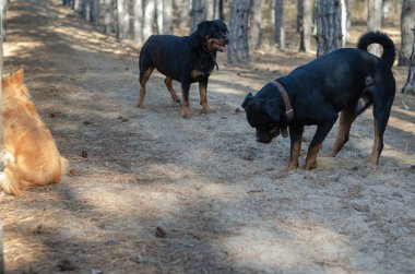 Çam ormanında yürüyüşe çıkmış köpekler. Erkek bir Rottweiler pençeleriyle toprağı kazıyor. Evcil hayvanlar. Seçici odak.