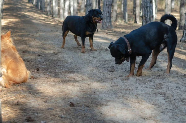 Çam Ormanında Yürüyüşe Çıkmış Köpekler Erkek Bir Rottweiler Pençeleriyle Toprağı — Stok fotoğraf