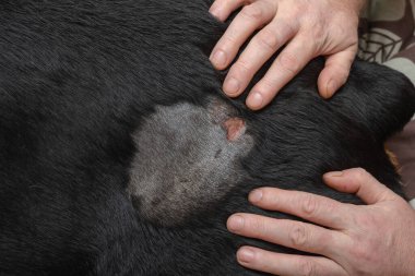 Rottweiler 'da tıraşlı bir yara. Yetişkin bir erkek hayvanın gövdesine iki eliyle dokunur. Yetişkin bir dişi Rottweiler 'da apse. Oturma odası. Seçici Odaklanma.