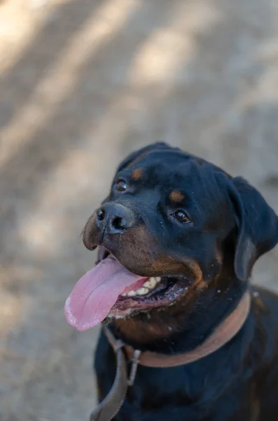 Dilini Çıkarmış Gülümseyen Siyah Bir Köpeğin Portresi Yetişkin Erkek Rottweiler — Stok fotoğraf