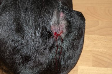 Kanayan bir yaranın etrafına saç tokası takılmış büyük siyah bir köpek. Yaradan yere kan damlamış. Hayvanlarda yüzeysel apse. Evde dişi bir Rottweiler var. Seçici odak.