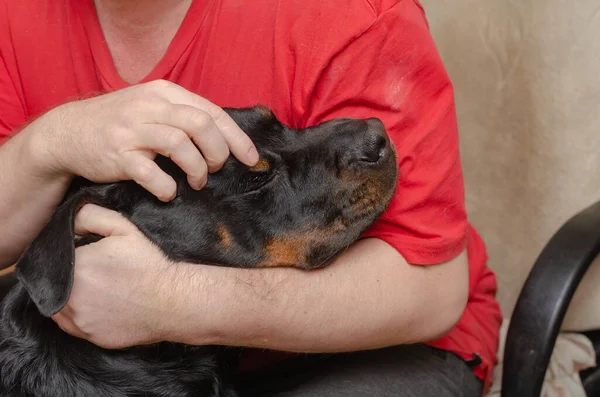 Dospělý Samec Přitiskne Hrudi Velkého Černého Psa Žena Rottweiler Majitel — Stock fotografie