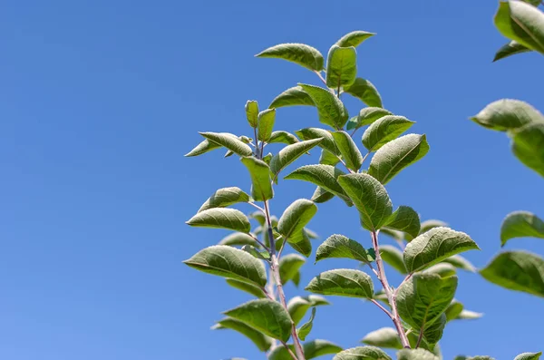 Ветви Яблони Зелеными Листьями Против Голубого Неба Селективный Фокус — стоковое фото