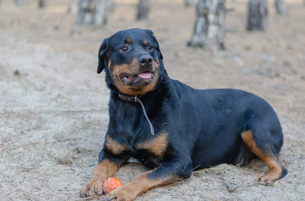 Большая Чёрная Собака Лежит Песке Игрушкой Взрослая Женщина Ротвейлер Держит — стоковое фото