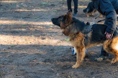 Bekçilik için köpek eğitiyorum. Bir adamın vücudunun orta kısmı ve bir Alman çoban köpeği. Hayvan ayakta ve havlıyor..