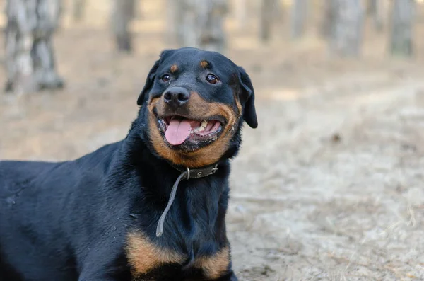 Retrato Gran Perro Negro Bosque Pinos Mujer Adulta Rottweiler Mascotas —  Fotos de Stock