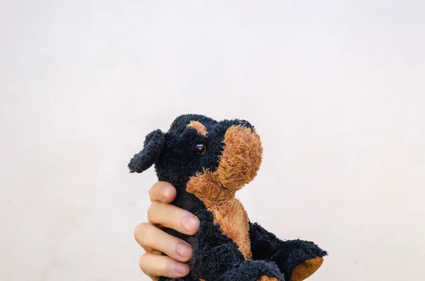 Hand Puppy Toy Light Gray Wall Brown Black Stuffed Children — Stock Photo, Image