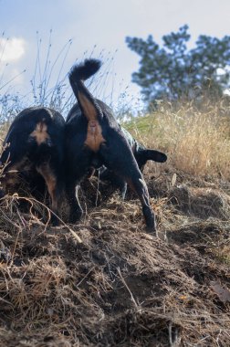 Tepenin yamacında fare avlayan iki köpek. Bir erkek ve dişi Rottweiler kemirgenin yuvasını parçalıyor. Evcil hayvanlar. Dışarı çıkın. Arka plan.