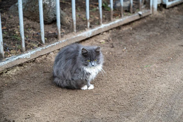 在人行道旁边的街上坐着一只灰白色绒毛猫 外面有个漂亮的打扮过的动物没有人 — 图库照片
