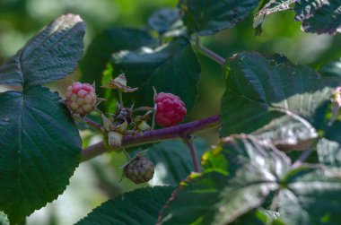 Dalların üzerinde ahududu. Çiftçinin yatağında olgunlaşan kırmızı ahududular. Meyve yetiştiriyorum. Seçici odak.