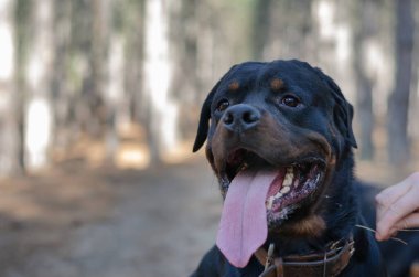 Rottweiler. Büyük siyah bir köpek ormanda bir patikada oturur. Bir erkek el, erkeğin başını okşar. Tasmasız. Evcil hayvanlar. Seçici odak.