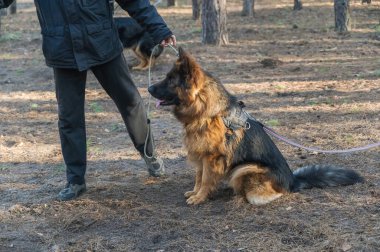 Adamın vücudunun orta kısmı ve Alman çoban köpeği. Evcil hayvan ormanda bir tasmada oturuyor..