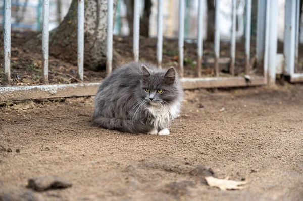 Gato Macio Cinza Branco Senta Rua Junto Calçada Animal Muito — Fotografia de Stock