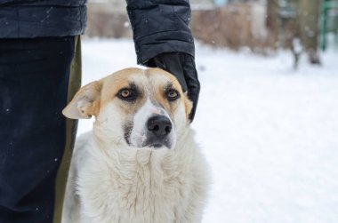 Yetişkin, beyaz ve kırmızı bir erkek köpek bir adamın yanında duruyor. Burnunda yara izi olan bir sokak köpeği. Karlı bir kış günü. Evcil hayvan.