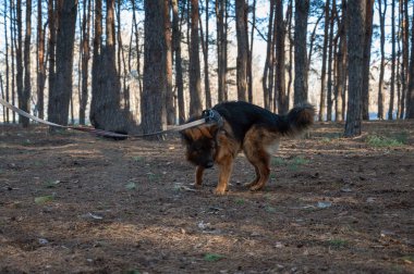 Köpek ormandaki bir ağaca bağlıdır. Erkek Alman çoban köpeği uzun bir tasmayla bir çam ağacının gövdesine bağlıdır..