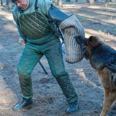Bir Alman çoban köpeği ısırık kolunu ağzında tutar. Olgun bir erkek, evcil hayvanının çenesinden özel bir kol çıkarmaya çalışır..