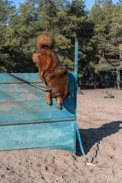 Een Tibetaanse Mastiff Springt Een Houten Hek Hondentraining Voor Behendigheid — Stockfoto