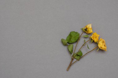 Gri arka planda solmuş çiçekler. Üç kurumuş gül. Uzayı kopyala Seçici odak.