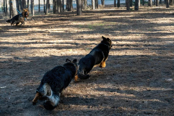 Dwa Młode Psy Bawiące Się Sosnowym Lesie Samiec Samica Owczarek — Zdjęcie stockowe
