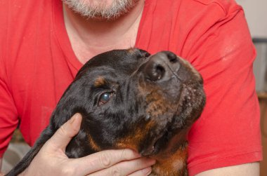 Yetişkin bir erkek göğsüne büyük siyah bir köpek dayar. Dişi Rottweiler ve ev sahibi. Evcil hayvan. Yakın plan. Seçici odak.