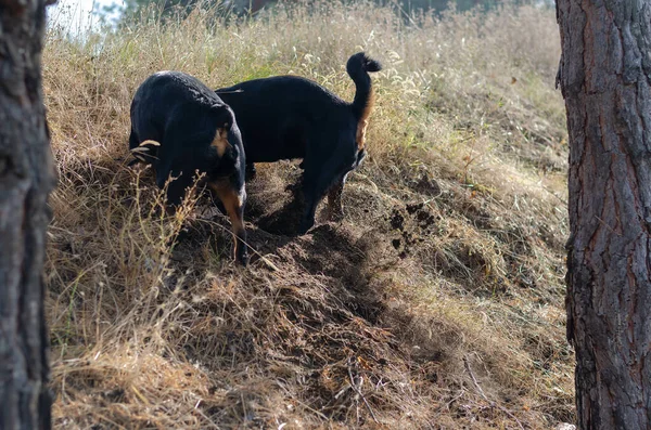 Deux Chiens Noirs Ont Creusé Sol Sur Une Colline Les — Photo