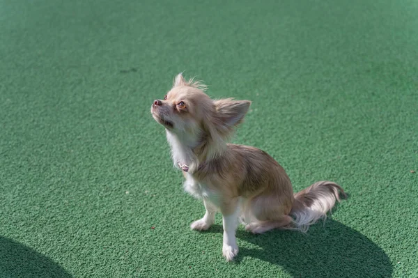 Portret Van Een Chihuahua Hond Tegen Een Groene Achtergrond Het — Stockfoto