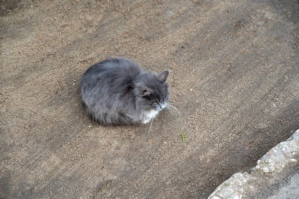 在人行道旁边的街上坐着一只灰白色绒毛猫 外面有个漂亮的打扮过的动物没有人 — 图库照片