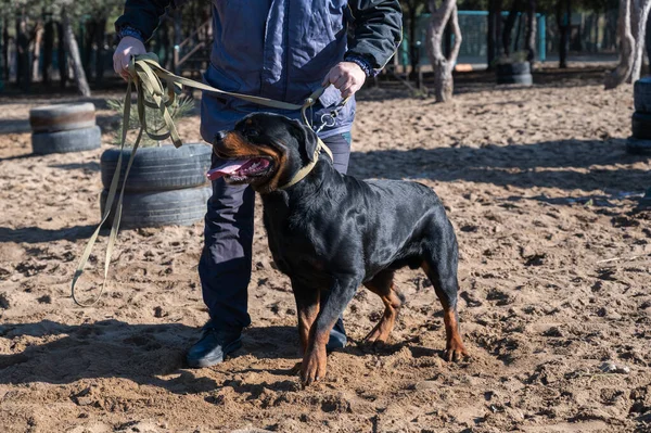 Bottom section of a man standing with a large black dog on a leash. The owner and a Rottweiler dog standing on the training area. Special area for dog agility training. Sport. Outdoors. Pets.