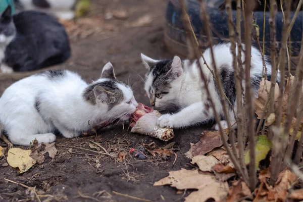 Gato Fêmea Alimenta Sua Carne Frango Gatinho Rua Cidade Pequeno — Fotografia de Stock