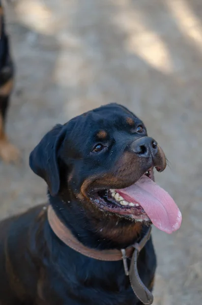 Portrait Black Happy Smiling Dog Tongue Out Adult Male Rottweiler — Stock Photo, Image