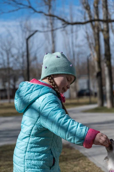 Dziecko Daje Zwierzakowi Ucztę Parku Publicznym Dziewczynę Psa Chihuahua Pięcioletnie — Zdjęcie stockowe