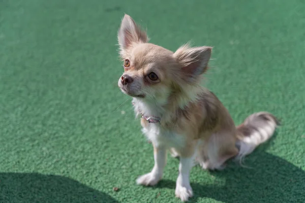 Retrato Cão Chihuahua Contra Fundo Verde Animal Estimação Está Sentado — Fotografia de Stock