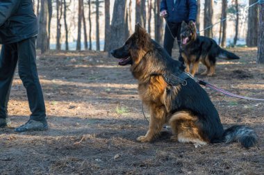 Adamın vücudunun orta kısmı ve Alman çoban köpeği. Evcil hayvan ormanda bir tasmada oturuyor..