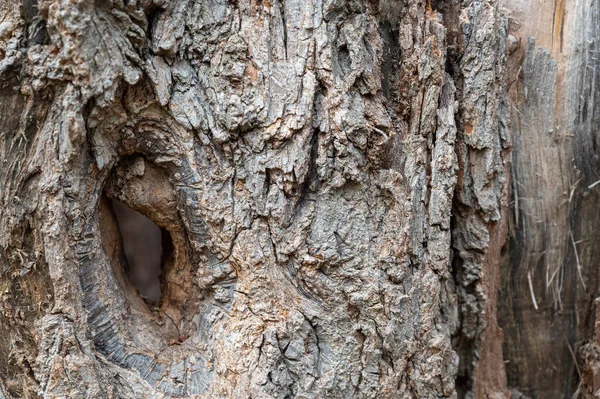 Textura Madeira Grossa Uma Árvore Com Oco Tronco Seco Uma — Fotografia de Stock
