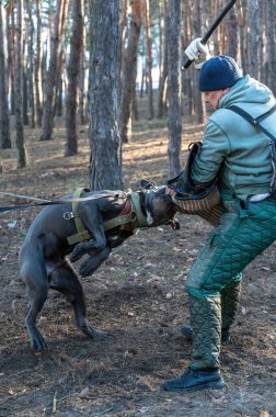 Bir servis köpeği ona sopa sallayan antrenöre saldırır. Cane Corso Italiano köpeğinin ağzında özel bir kol var. Eğitim köpekleri savunma servisi. Seri bölümleri