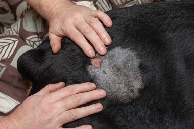 Rottweiler 'da tıraşlı bir yara. Yetişkin bir erkek hayvanın gövdesine iki eliyle dokunur. Yetişkin bir dişi Rottweiler 'da apse. Oturma odası. Seçici Odaklanma.