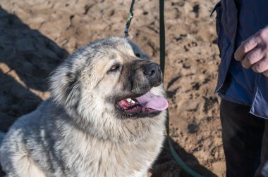 Dışarıda oturan büyük, açık renkli bir köpek. Erkek köpek ırkı Kafkas Çoban Köpeği. Olgun erkek, evcil hayvanın yanında duruyor.