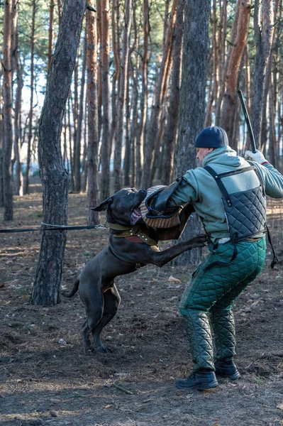 A service dog attacks a trainer who swings a baton at it. Cane Corso Italiano dog holds a special sleeve in its mouth. Training dogs defensive guard service. Series part