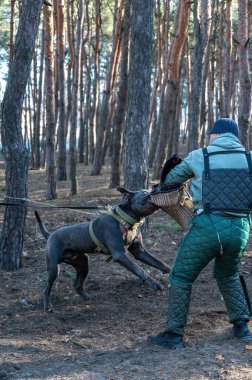 Servis köpeği antrenöre saldırır, o da değnekle bacaklarına vurur. Cane Corso Italiano köpeğinin ağzında özel bir kol var. Eğitim köpekleri savunma görevi. Seri bölümleri