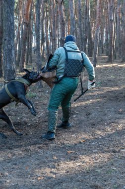 Servis köpeği antrenöre saldırıyor. Köpek cins kamışlı corso italiano ısırığı özel kollu. Eğitim köpekleri savunma servisi. Seri bölümleri