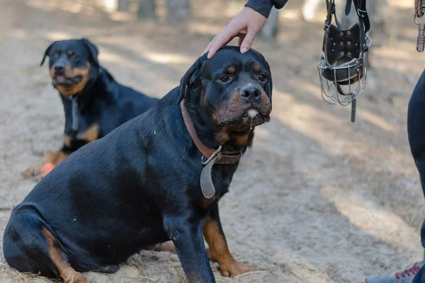 Две Большие Черные Собаки Стоят Тропинке Лесу Мужская Рука Ласкает — стоковое фото