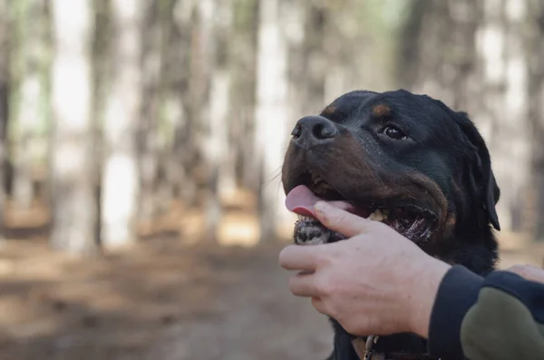 Rottweiler Büyük Siyah Bir Köpek Ormanda Bir Patikada Oturur Bir — Stok fotoğraf